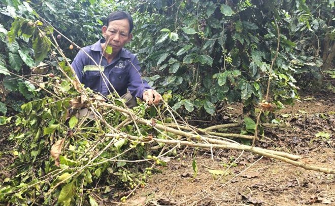 Chưa vào vụ thu hoạch, bất an vì cà phê bị kẻ trộm tuốt quả, chặt cành