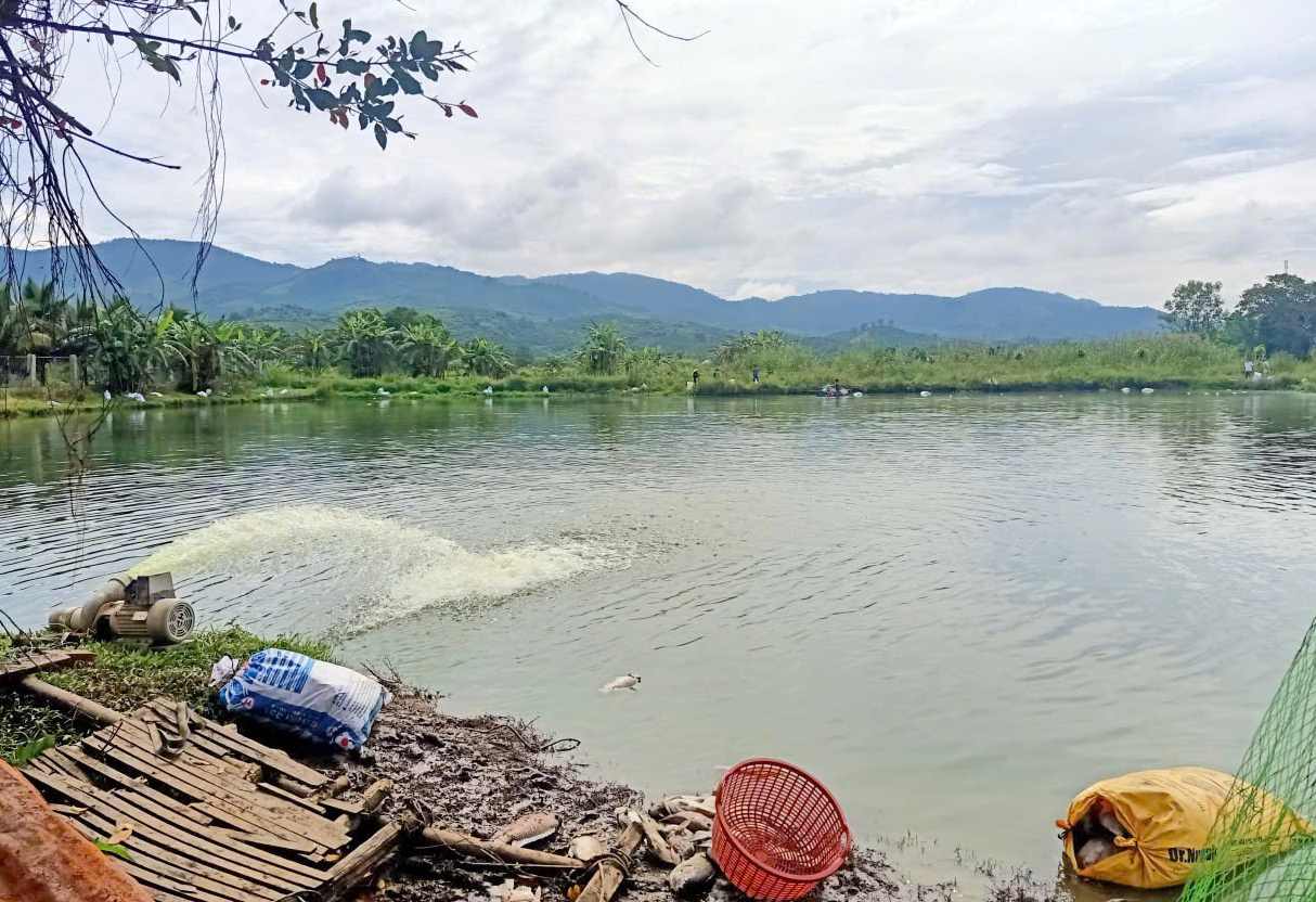 The pond area has unusually dead fish in Ward 3 Bao Loc, Lam Dong province. Photo: Phuc Khanh