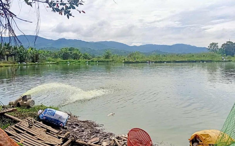 The pond area has unusually dead fish in Ward 3 Bao Loc, Lam Dong province. Photo: Phuc Khanh