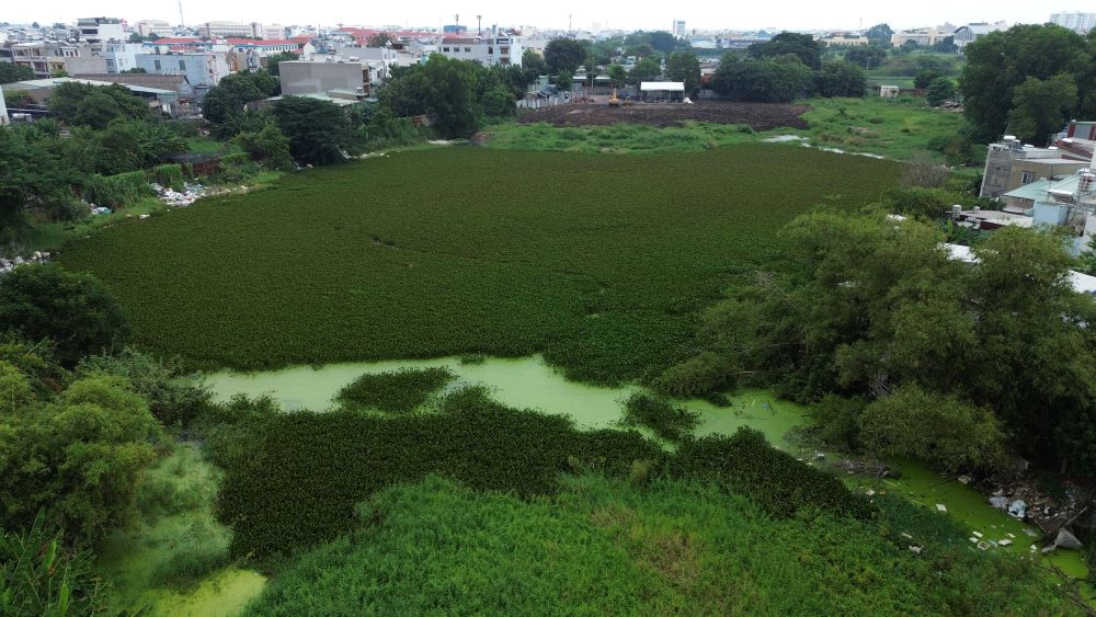   Nhung mang co dai um tum, beo, luc binh tren mat nuoc la hinh anh quen thuoc cua khu ao ca nhieu nam qua. Ảnh: Anh Tu