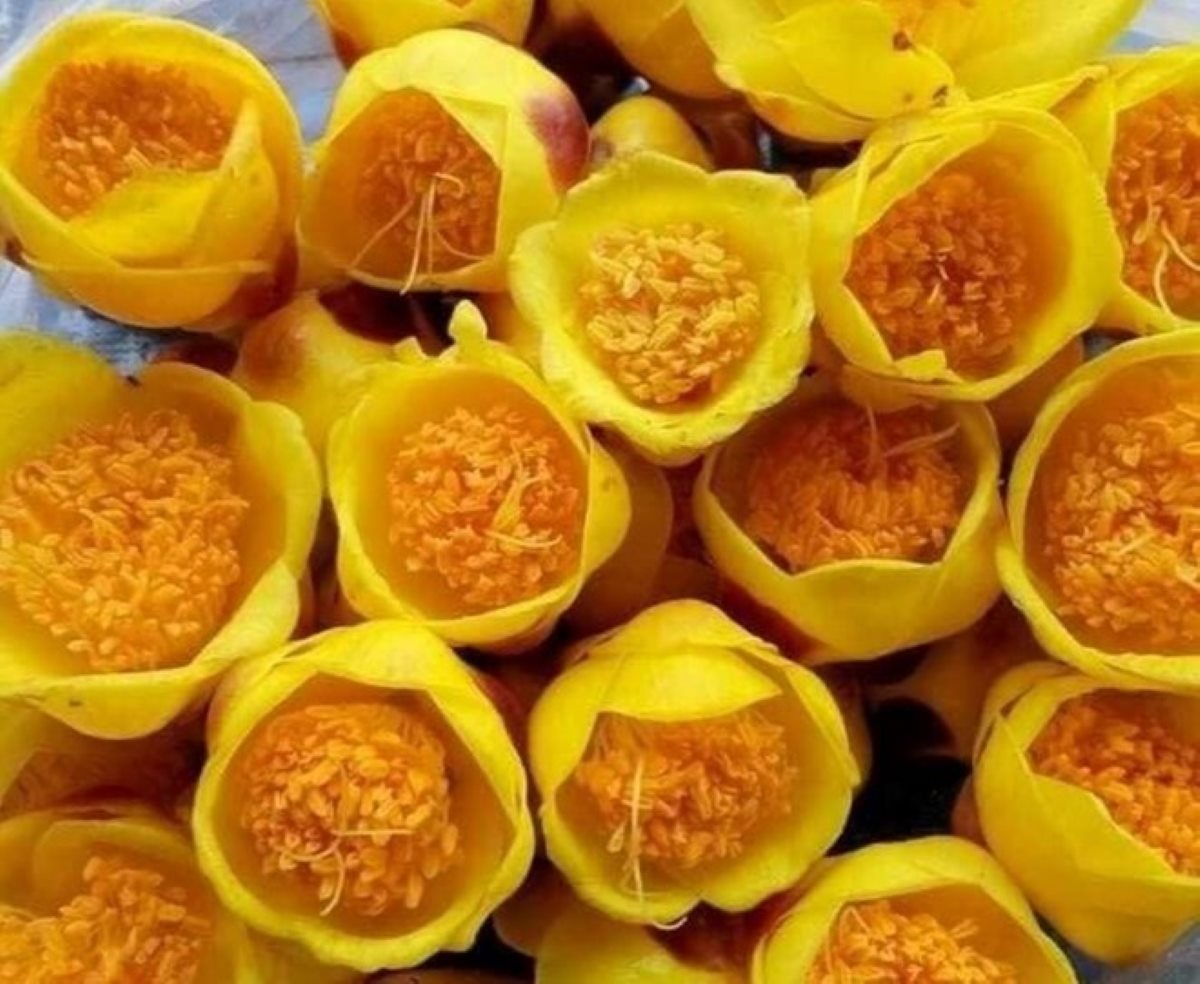 Tra hoa vang Ba Che luon nam trong top nhung san pham nong nghiep hang dau cua Quang Ninh. Anh: Doan Hung