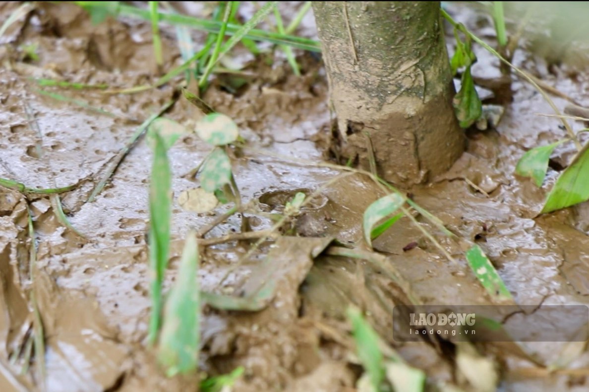 Nhieu dien tich cay trong nguoi dan thiet hai. Anh: Nhom PV.