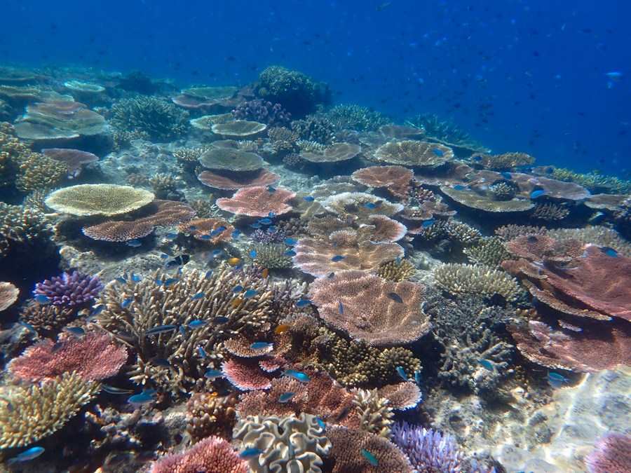 Coral reefs could be the first major ecosystem to collapse, according to reports. Photo: Xinhua