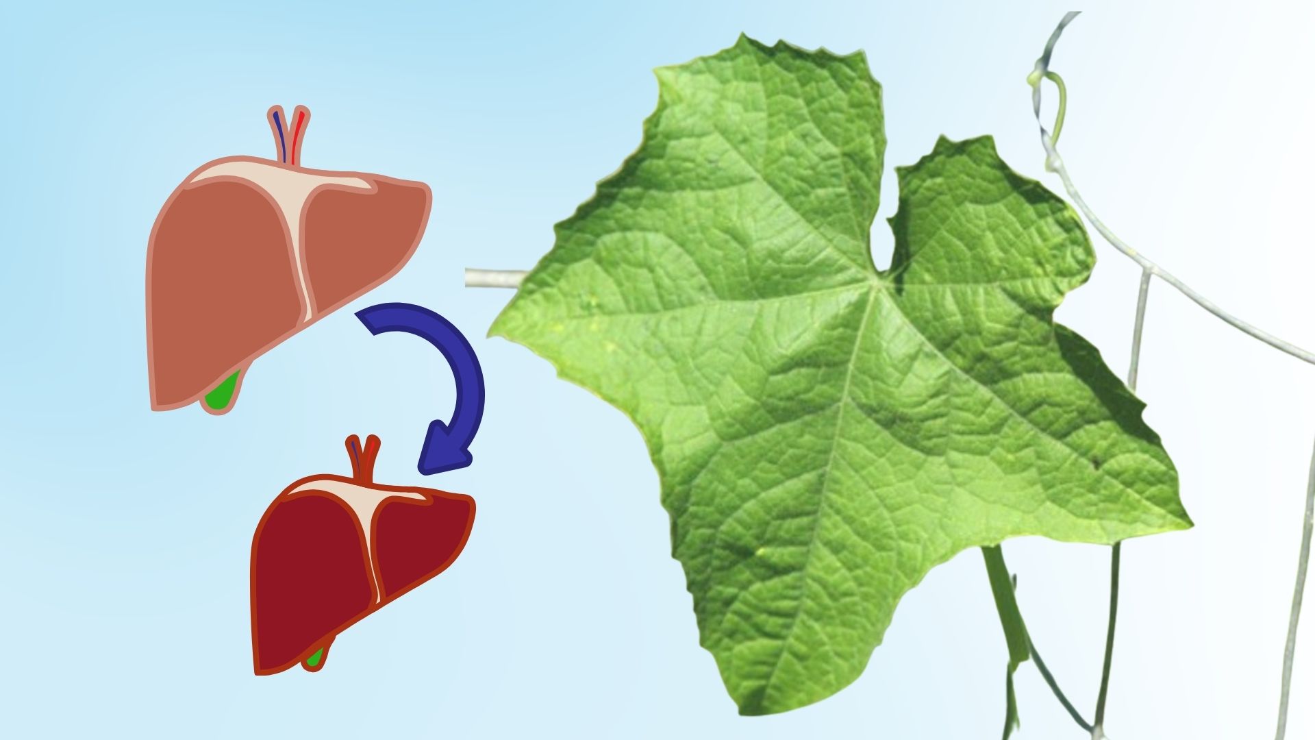 Special notes when using bitter melon leaves to detoxify the liver