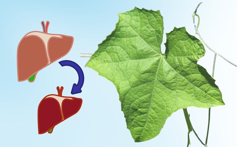 Special notes when using bitter melon leaves to detoxify the liver
