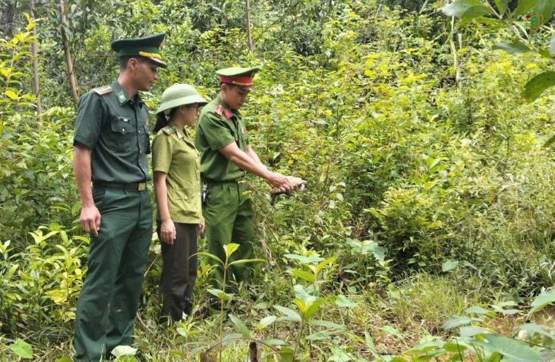 Release the golden mountain turtle back into the natural environment. Photo: Gio Linh Forest Ranger - Con Co