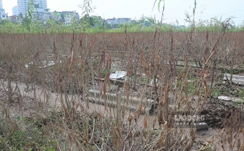 Hundreds of peach trees in Phu Thuong ward (Hanoi) died. Photo: Thanh Nhan