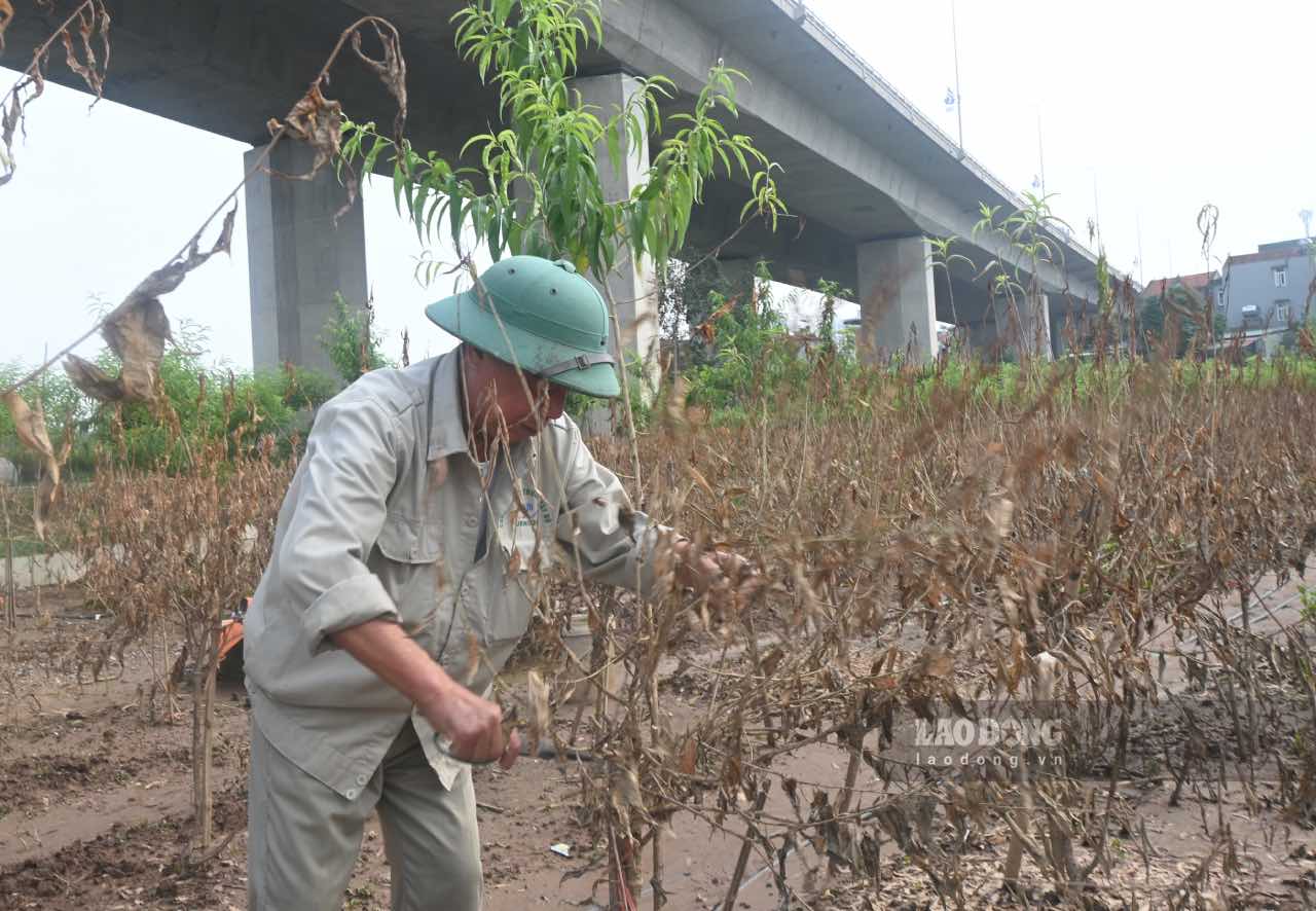 Sau khi nuoc rut, nhieu goc dao bi chet. Anh: Thanh Nhan