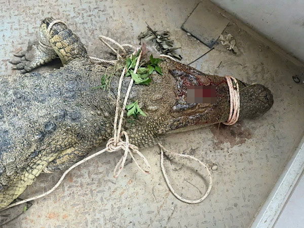 The crocodile was discovered on the Cho River, in Dien Lam Commune, Khanh Hoa Province. Photo: Phuong Linh