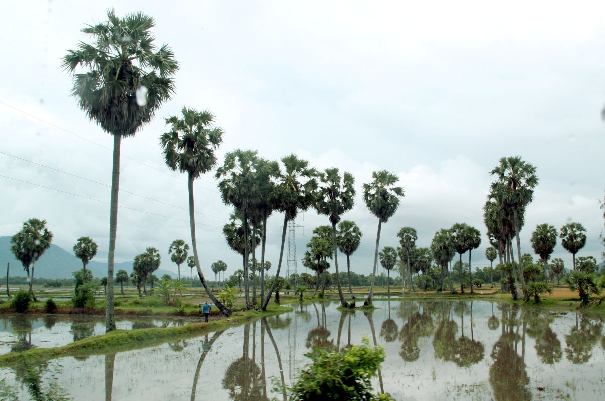 Thot not la cay dac huu cua vung Bay Nui (An Giang) co kha nang cho mat tu cuong hoa. Anh: Thanh Mai
