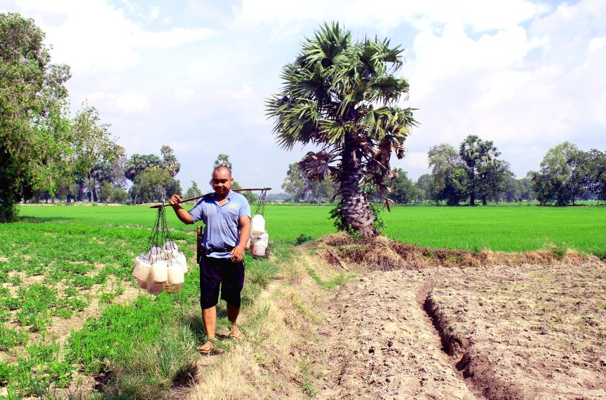 Anh Chau Soc Phik, mot trong 20 nong dan duoc Cong ty Co phan Palmania hop tac dau tu khai thac va so che mat thot not theo phuong thuc an toan, ve sinh thuc pham. Anh: Thanh Mai