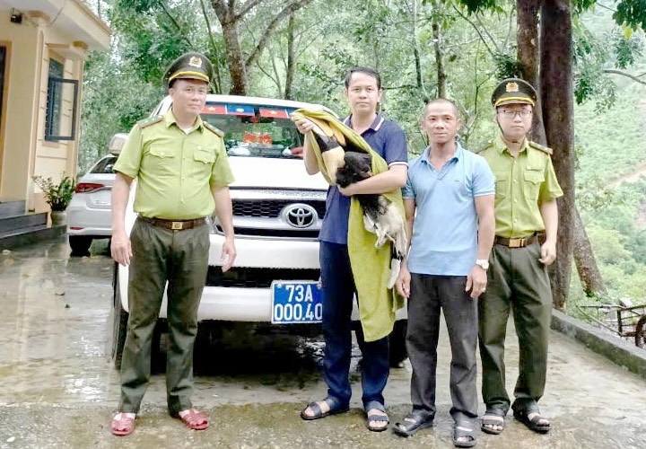 The rare Red Queen is handed over to the Center for Rescue, Conservation and Development of Facies in Phong Nha - Ke Bang National Park. Photo: Tien Thanh