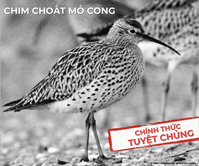 El pajaro choat mo cong se extingue oficialmente. Fuente de la foto: CMS