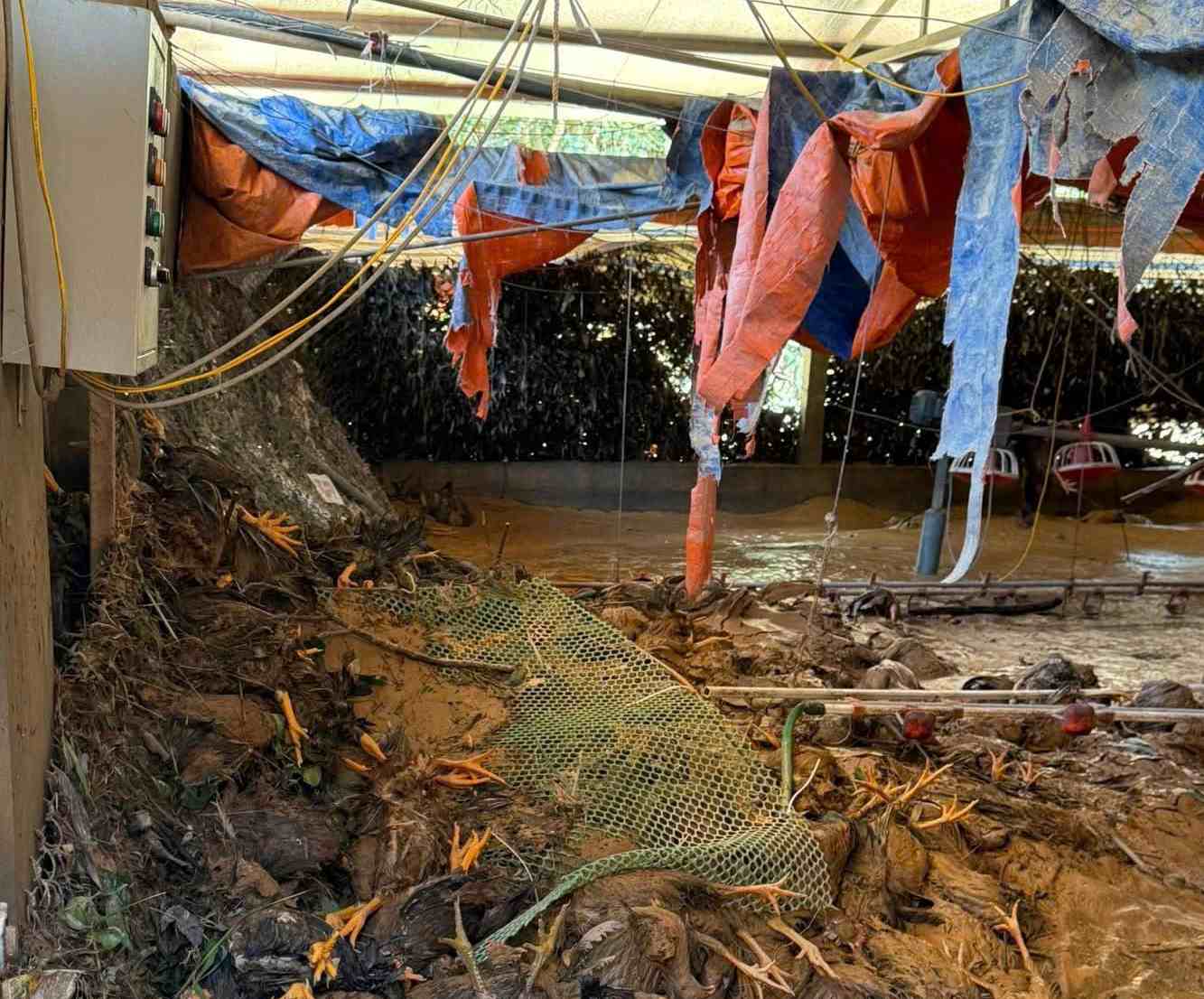 Poultry farms are scattered in Lang Chay village, Van Han commune (Thai Nguyen province). Photo: Nguyen Hoan
