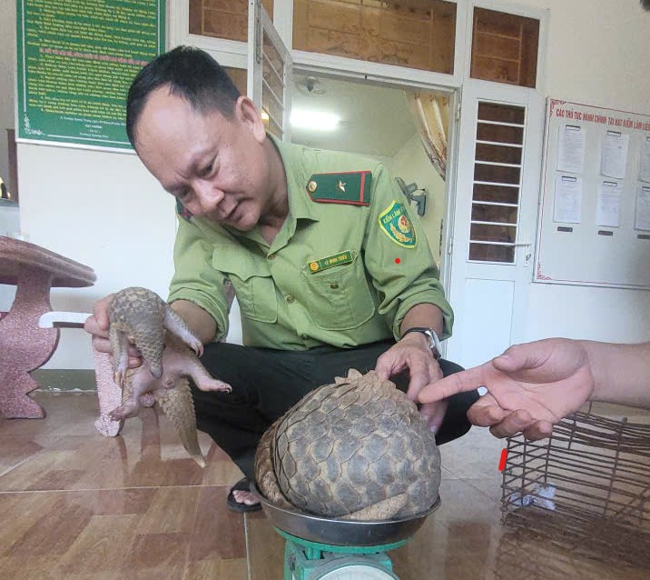 The two rare pangolins were voluntarily handed over by the people to the authorities in Quang Ngai. Photo: Ai Vy