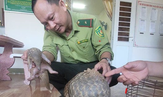 Hai cá thể tê tê quý hiếm được người dân tự nguyện giao nộp cho cơ quan chức năng ở Quảng Ngãi. Ảnh: Ái Vy
