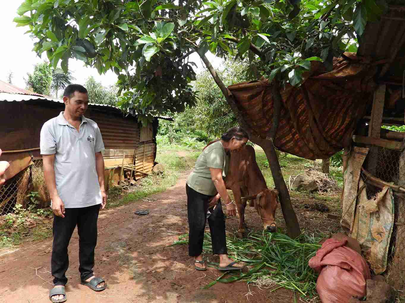 Nguoi dan xa Krong Nang tao nguon thu nhap ben vung nho chan nuoi bo sinh san. Anh: Bao Lam