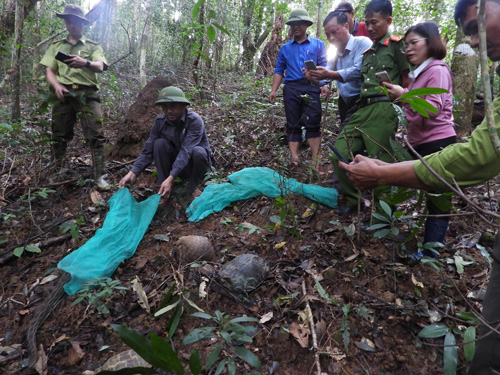 The animals were released back into the forest. Photo: Thanh Tuan