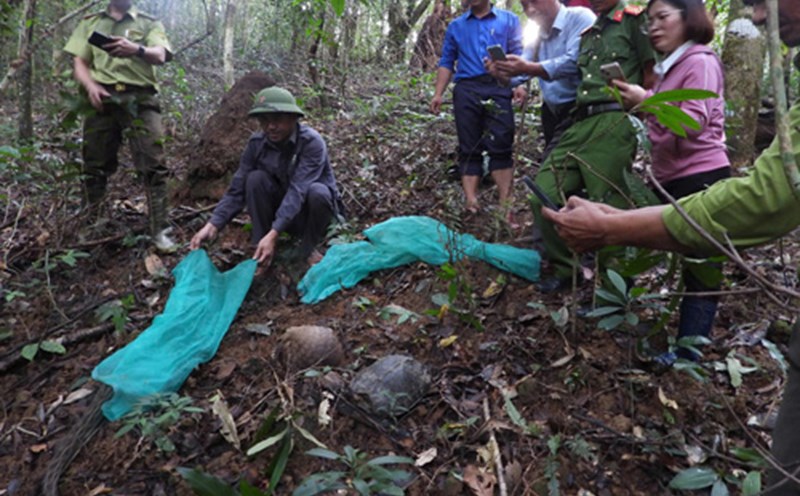 Animales reavivados al bosque. Foto: Thanh Tuan