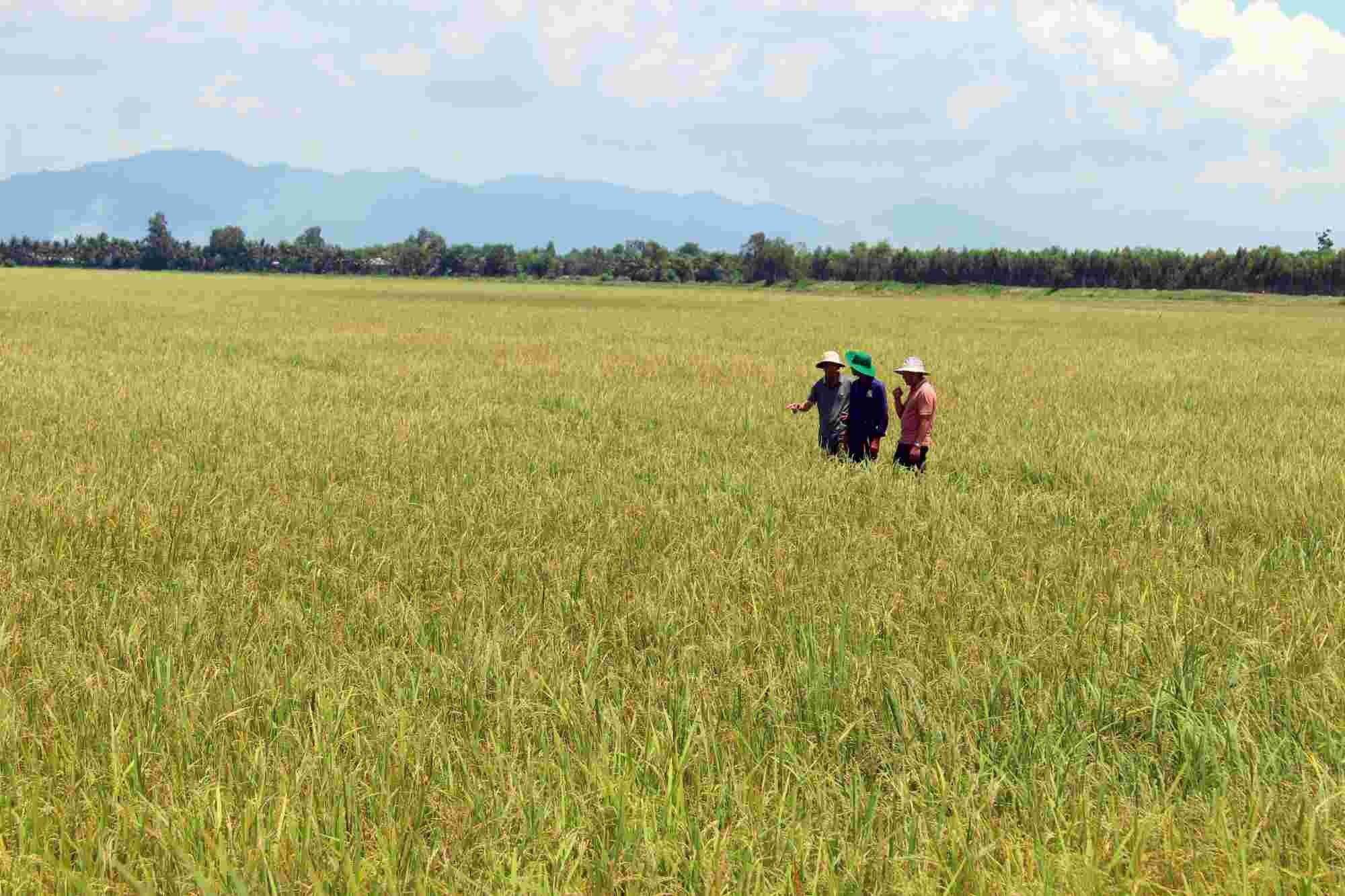 Thanks to the Vo Van Kiet canal, the low-lying area of the Long Xuyen Quadrangle has become a high-yield rice field. Photo: LUC TNG