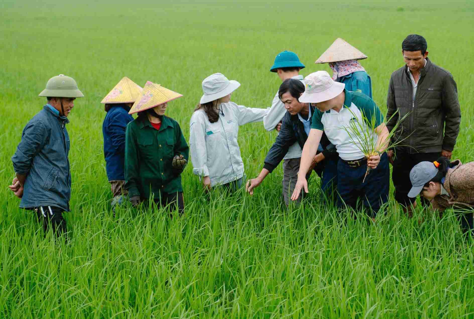 Nong dan o vung dong bang tinh Quang Tri duoc Sepon Group huong dan quy trinh trong lua huu co ngay tai chan ruong. Anh: C.CHAU