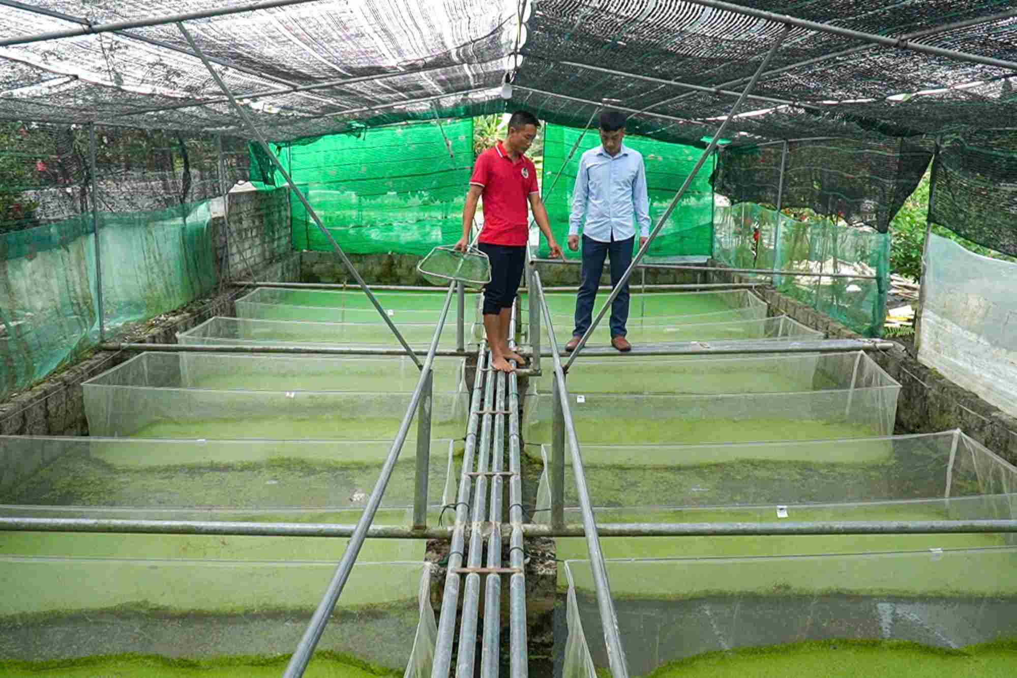 Mr. Bui Van Hai (in Luu Ve commune, Thanh Hoa province) is successful with the stuffy snail farming model. Photo: QUACH DU