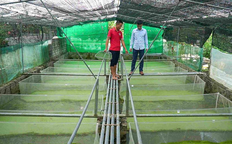 Mr. Bui Van Hai (in Luu Ve commune, Thanh Hoa province) is successful with the stuffy snail farming model. Photo: QUACH DU