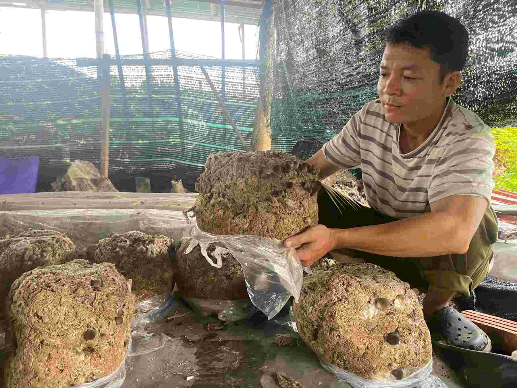 Nguyen Khac Hoa 씨가 버섯 재배 모델을 소개합니다. 사진: THUY NGUYEN