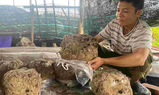 Anh Nguyễn Khắc Hòa giới thiệu mô hình trồng nấm. 
Ảnh: 
THỦY NGUYÊN
