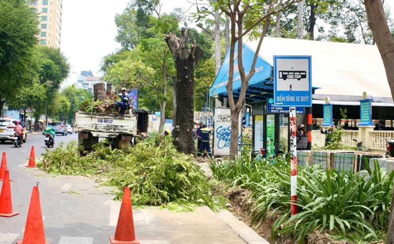 Trees in areas implementing construction investment projects are allowed to be cut down and moved. Photo: Minh Tam