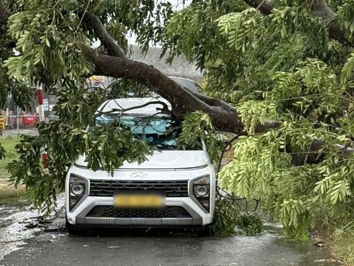 The unit providing the tree management service is not responsible for compensation for damages in case the tree is broken or fallen due to force majeure events. Photo: Anh Tu