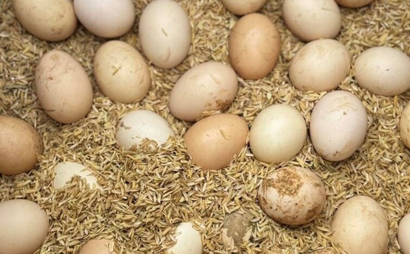 Eating eggs properly can effectively support uric acid excretion. Photo: Kieu Vu.