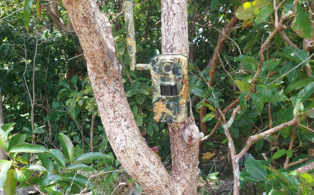 산림 관리국과 관련 부대는 흰 원숭이가 나타났다는 정보를 확인하기 위해 카메라 트랩을 설치했습니다. 사진: 산림 관리국 제공