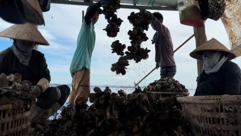 Image of Lao Dong Newspaper's reporter working in the coastal areas of Quang Ninh, exposing the tricks of smuggling gold oysters, protecting fishermen and businesses to do business honestly in the area. Photo: PV Group