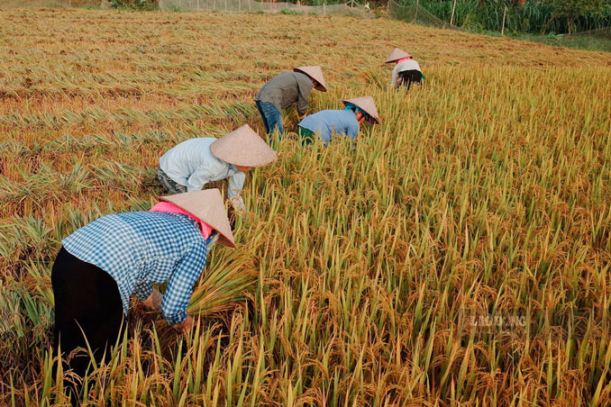 Ninh Bình tích cực đẩy mạnh đáp ứng vốn cho vay hộ nghèo giai đoạn 2025-2027. Ảnh: Hải Nguyễn