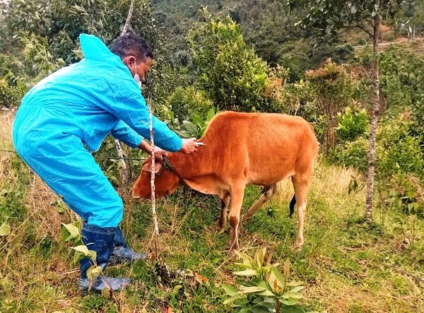 The authorities have vaccinated cows against foot-and-mouth disease in Dak Plo commune, Quang Ngai province. Photo: Van Tung