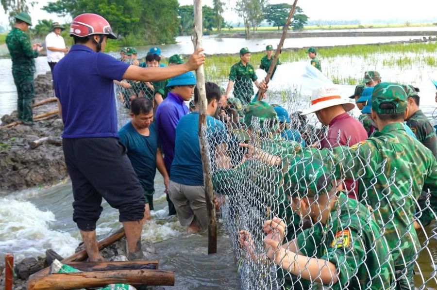 doan de bi vo khien nuoc tran vao khu vuc san xuat voi dien tich khoang 200 hecta lua dang trong giai doan tro bong, chi con khoang nua thang nua la den ky thu hoach. Anh: Duy Minh