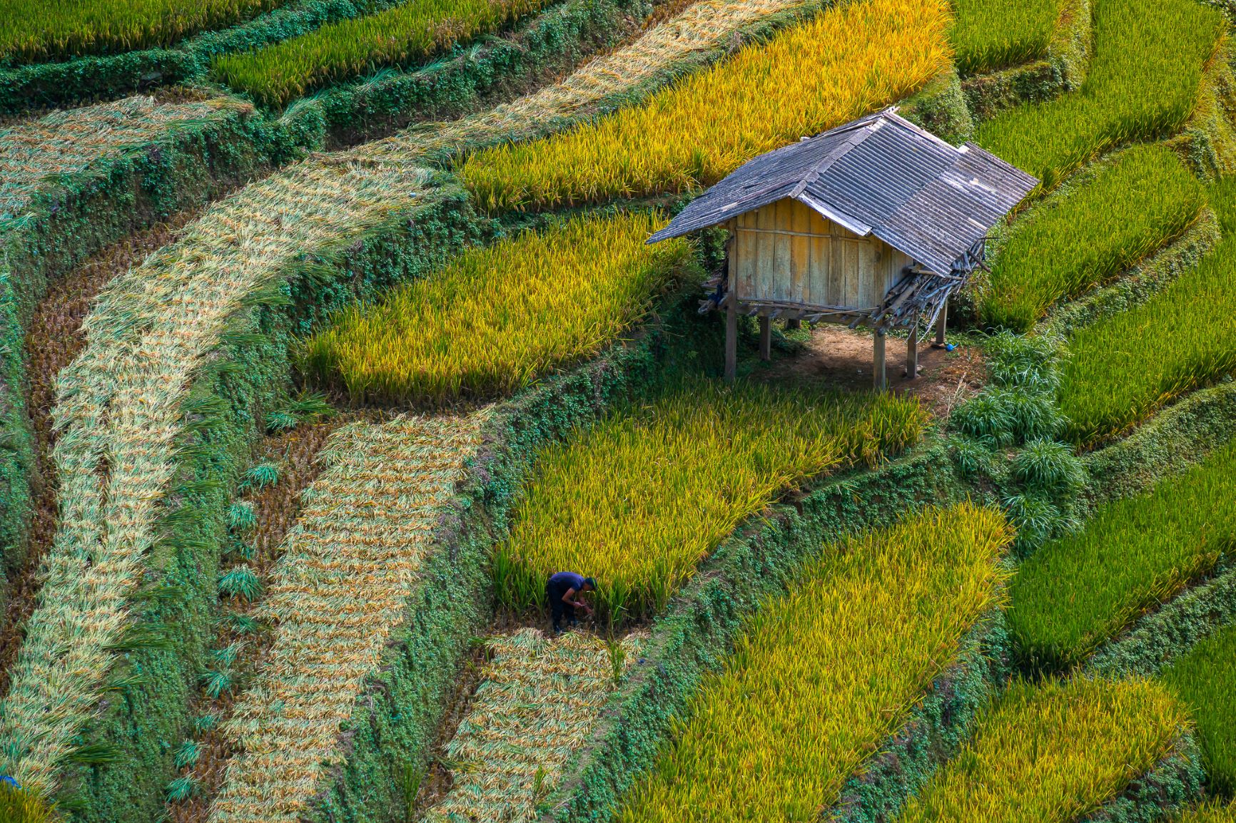 Hiện tại lúa ở Mù Cang Chải đã chín vàng trĩu bông và vào vụ thu hoạch. Tuy vậy, tuần này du khách vẫn có thể ngắm nhìn và săn ảnh mùa vàng, check-in các thửa ruộng bậc thang chưa gặt ở Lao Chải, mâm xôi Kim Nọi.