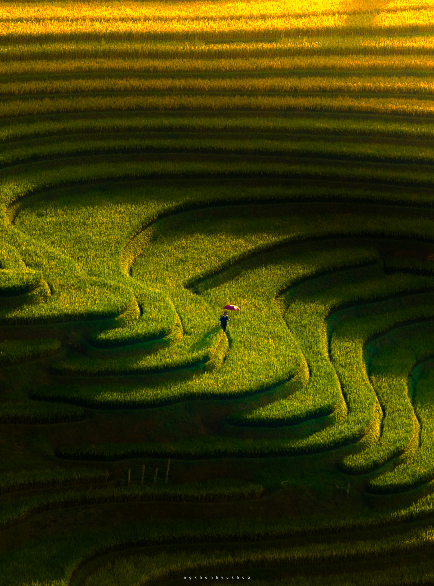 Giữa vẻ đẹp lãng mạn hòa trộn sắc xanh vàng của lúa đang chín là dáng người phụ nữ H'Mông đậm chất nghệ thuật.