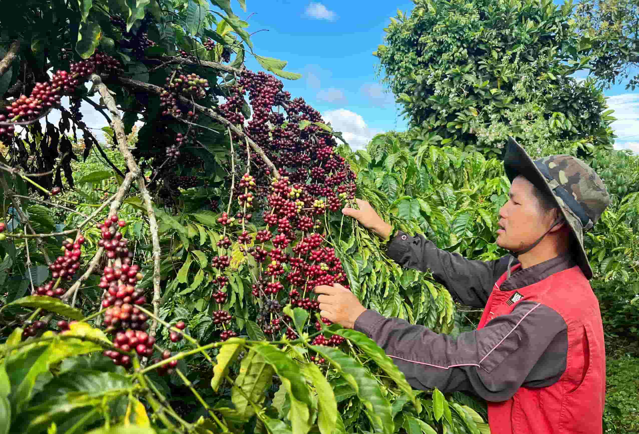 Ca phe la cay trong chu luc trong co cau nganh nong nghiep cua tinh Lam Dong. Anh: Phuc Khanh