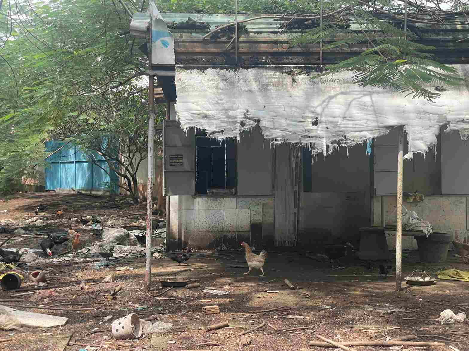 San truong tro thanh noi chan tha ga vit. Anh: Dinh Trong