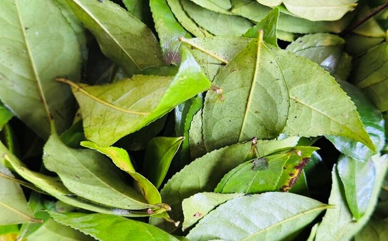 Green tea can be drunk after breakfast to help reduce visceral fat. Photo: Thuy Duong.