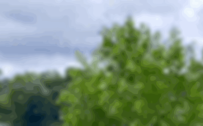Watching a herd of white storks flying to Hue during the migration season. Photo: Hue Forest Protection