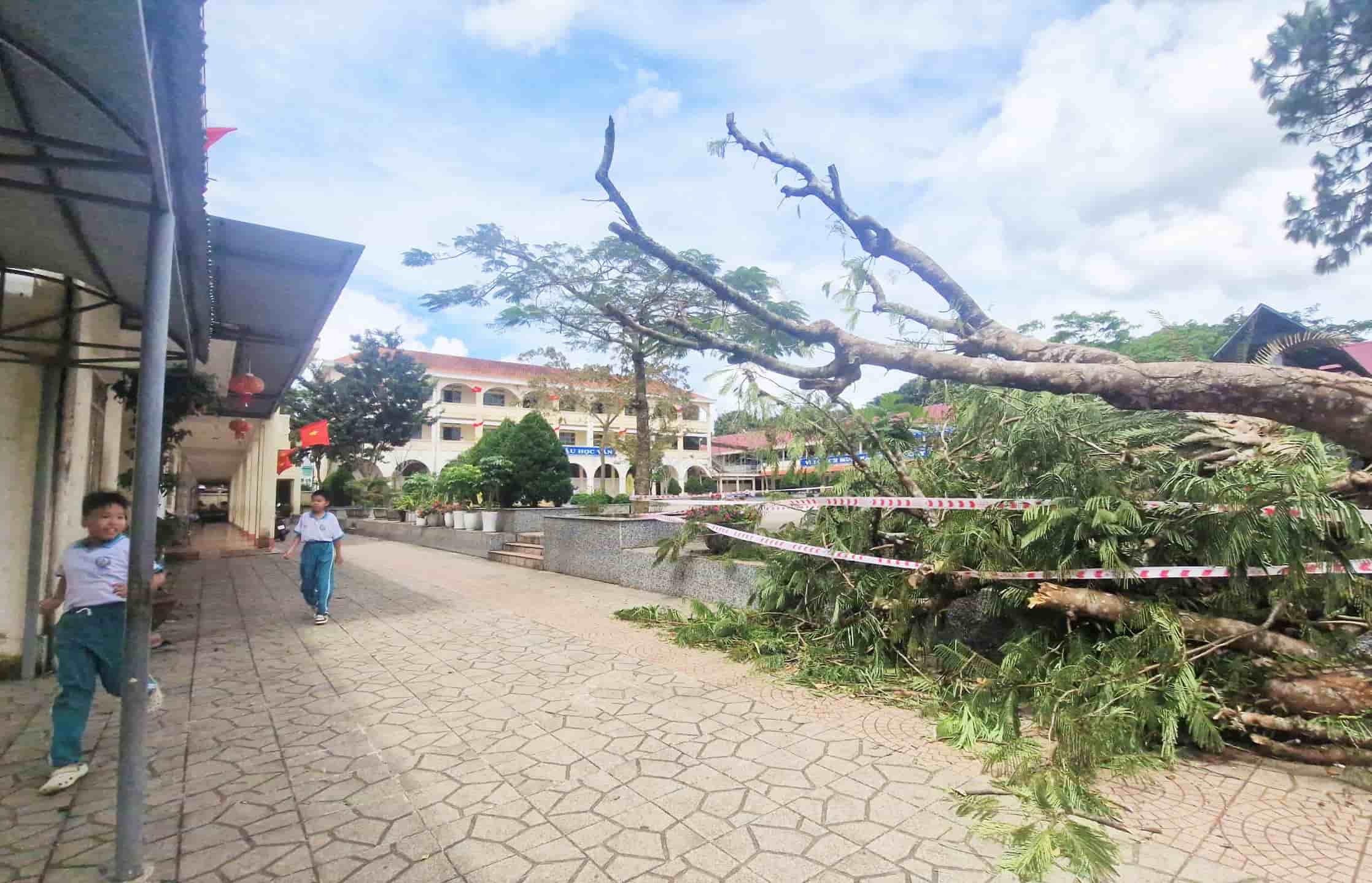 Cay phuong bat goc nga do ngay truoc loi ra vao san truong tieu hoc Nguyen Trai. Anh: Phuc Khanh