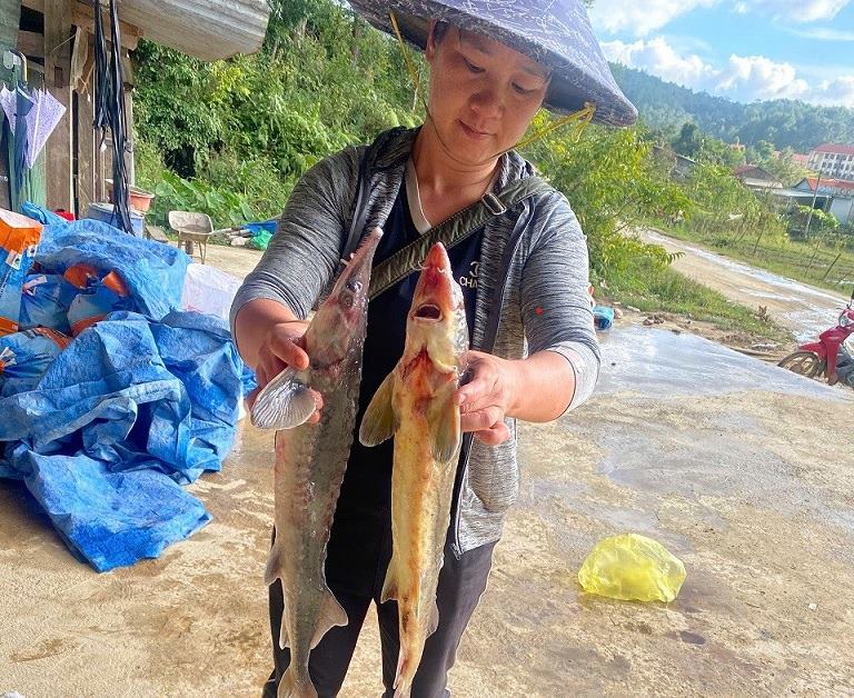 So ca chet con rat nho nen rat kho mang di tieu thu. Anh: Thanh Thuy