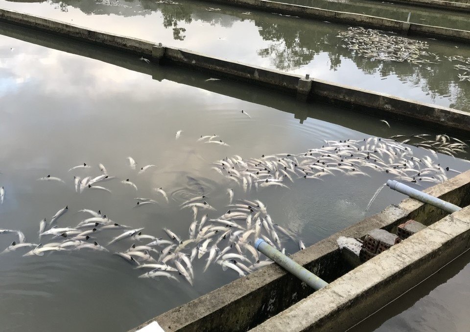 The sturgeon lacks oxygen and sticks to death when the water pipeline into the lake breaks. Photo: Mang Den Commune People's Committee, Quang Ngai Province