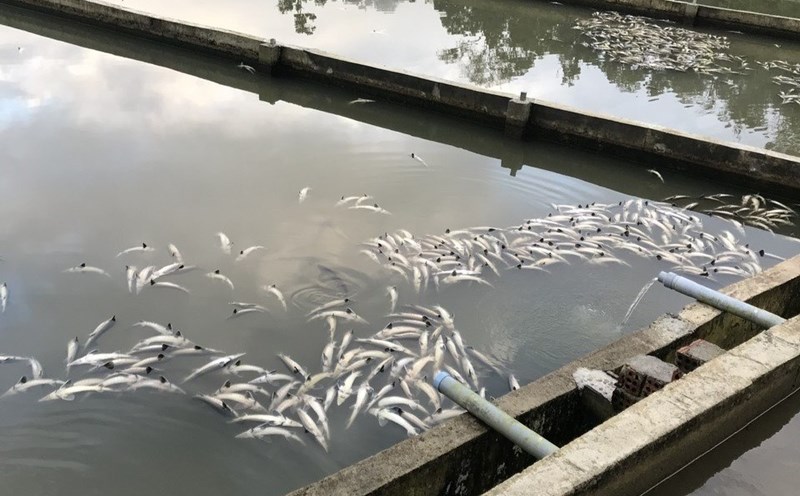 Pez tam carece de oxigeno se ahoga y muere al romper la tuberia de suministro de agua al lago. Foto: Comite Popular de la comuna de Mang Den provincia de Quang Ngai