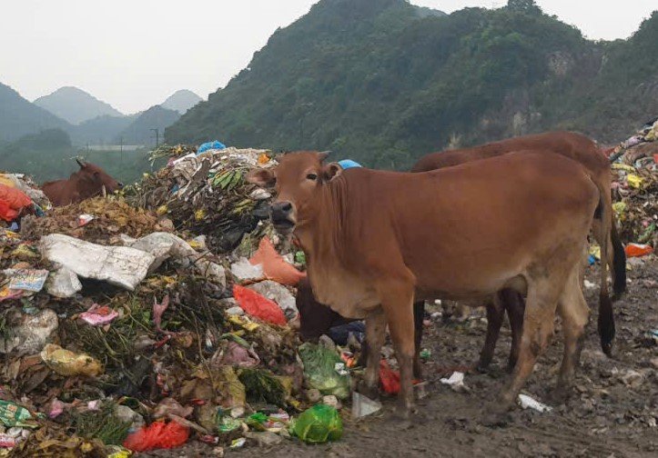 Bất kể ngày mưa hay nắng, đàn bò lên đến cả trăm con được người dân chăn thả tại bãi thung Quèn Khó để tìm kiếm thức ăn. Ảnh: Nguyễn Trường