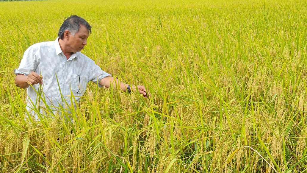 Ca Mau dang huong den san xuat lua sach, lua huu co. Anh: Nhat Ho