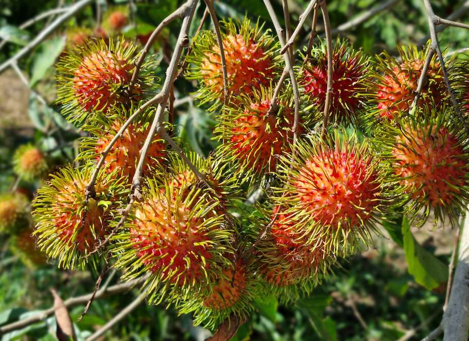 Vietnam not only needs to focus on production but also focus on promotion to enhance the value of agricultural products. Photo: Hoang Loc